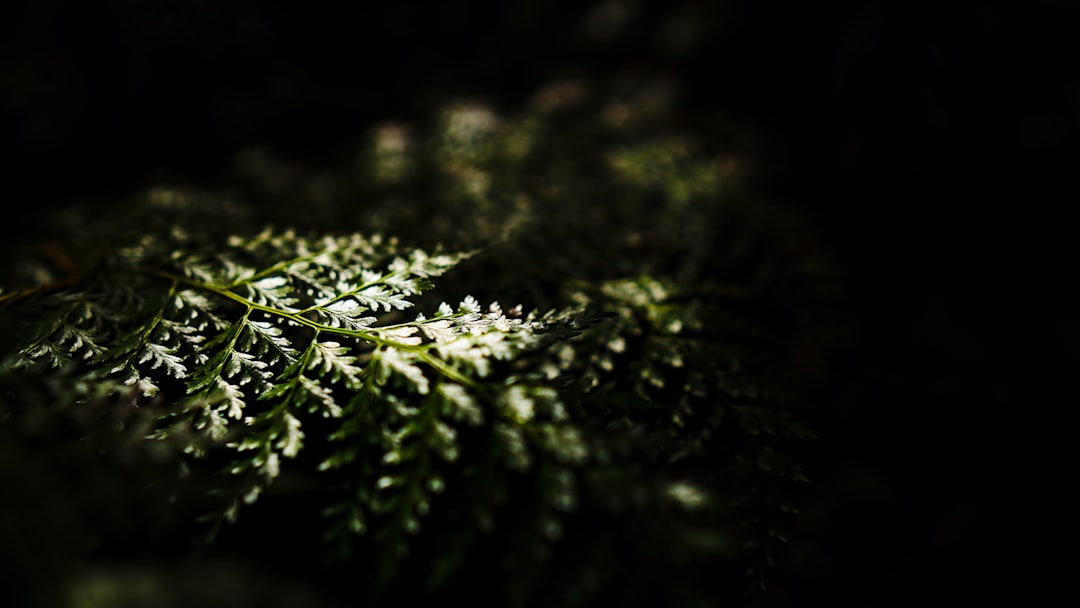 Unlocking Nature: The Art of Budget-Friendly Outdoor Adventures